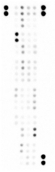 Proteome Profiler Human NFkB Pathway Array ARY029