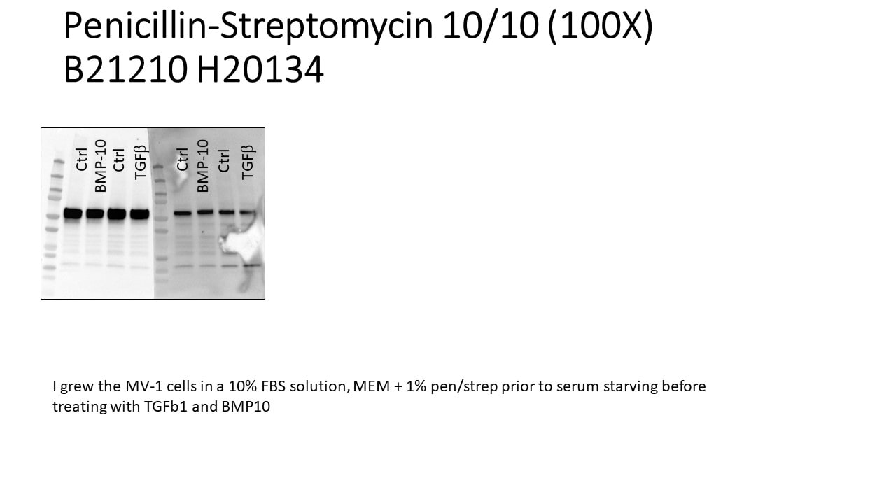 Penicillin-Streptomycin 10/10 (100X) B21210