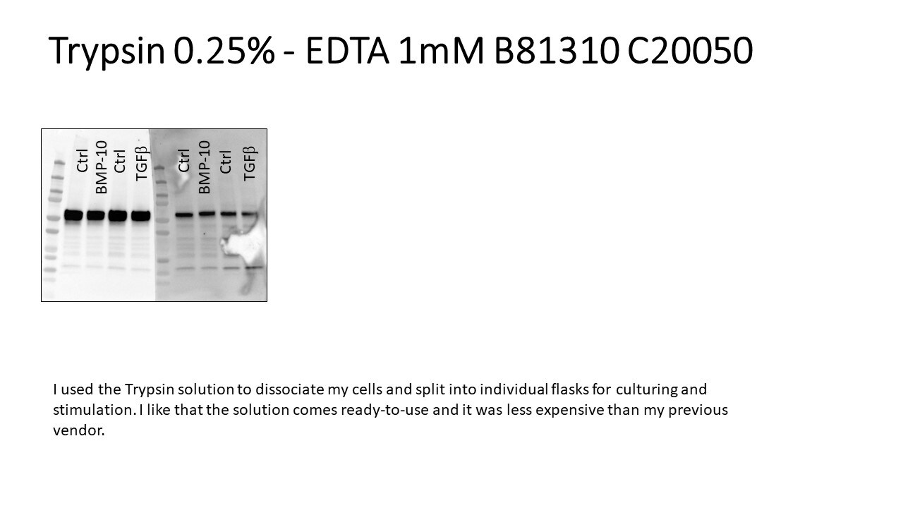 Trypsin 0.25% - EDTA 1mM (1X) B81350