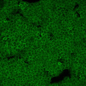 Goat Anti-Mouse IgG Biotinylated Antibody BAF007