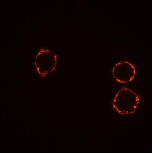 Human ErbB2/Her2 Biotinylated Antibody BAF1129
