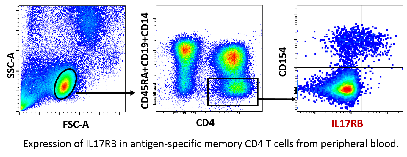 Human IL-17RB Biotinylated Antibody BAF1207
