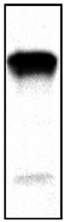 Human A33 Biotinylated Antibody BAF3080