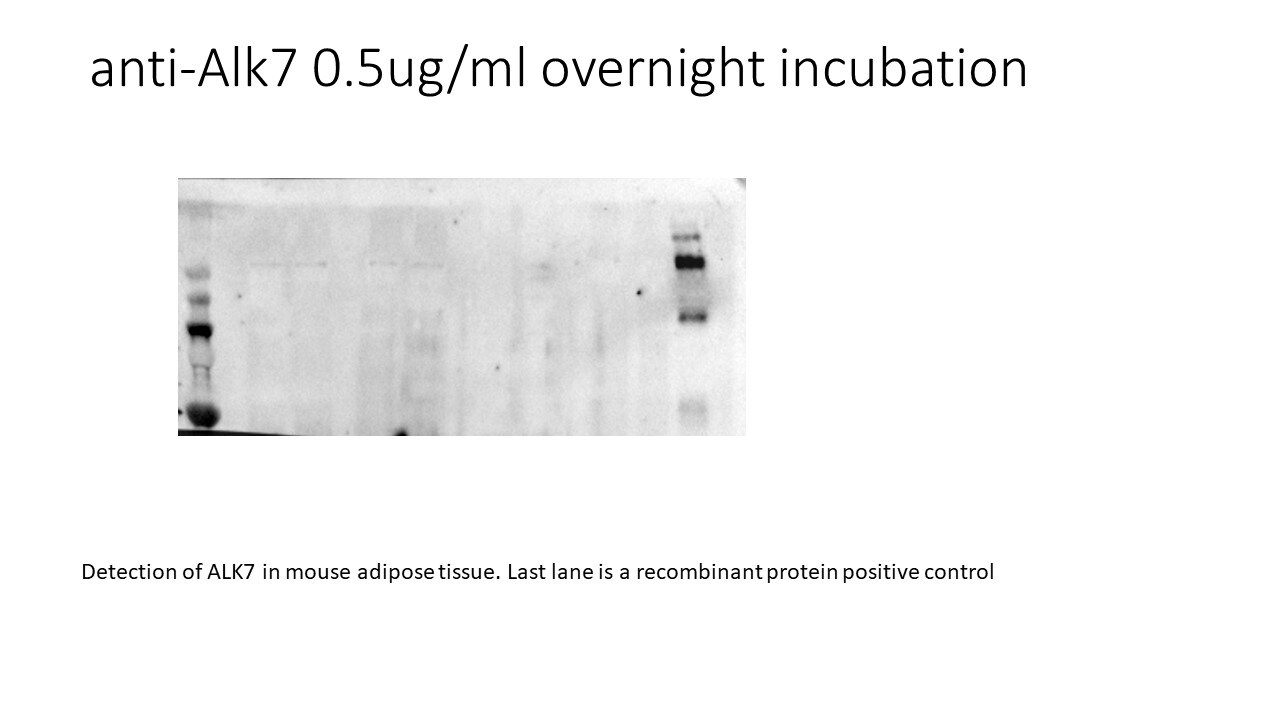 Rat ALK‑7 Biotinylated Antibody BAF577