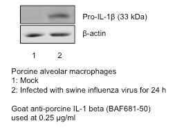 Porcine IL‑1 beta /IL‑1F2 Biotinylated Antibody BAF681