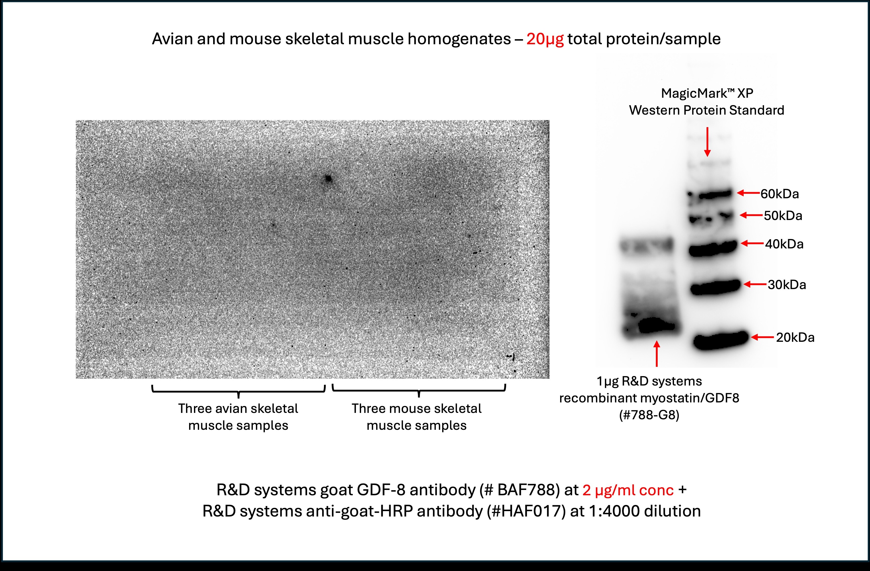 Human/Mouse/Rat GDF‑8/Myostatin Biotinylated Antibody BAF788