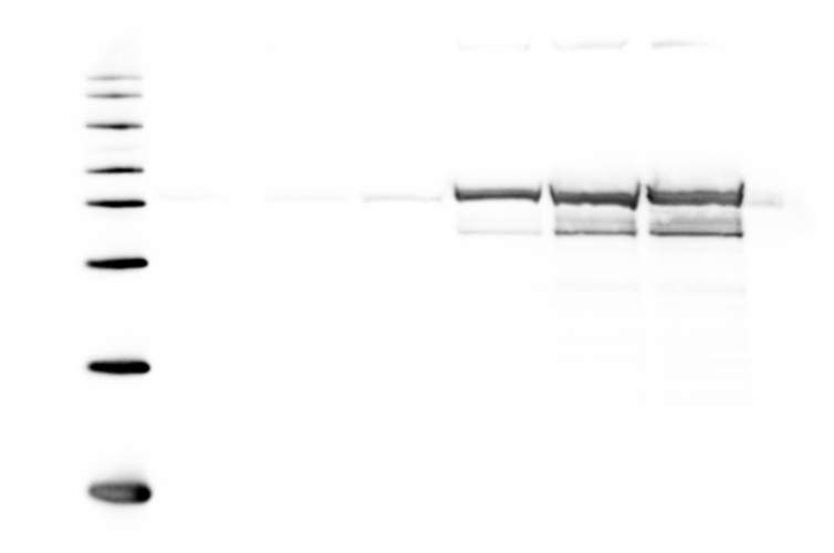 Human MMP‑1 Biotinylated Antibody BAF901
