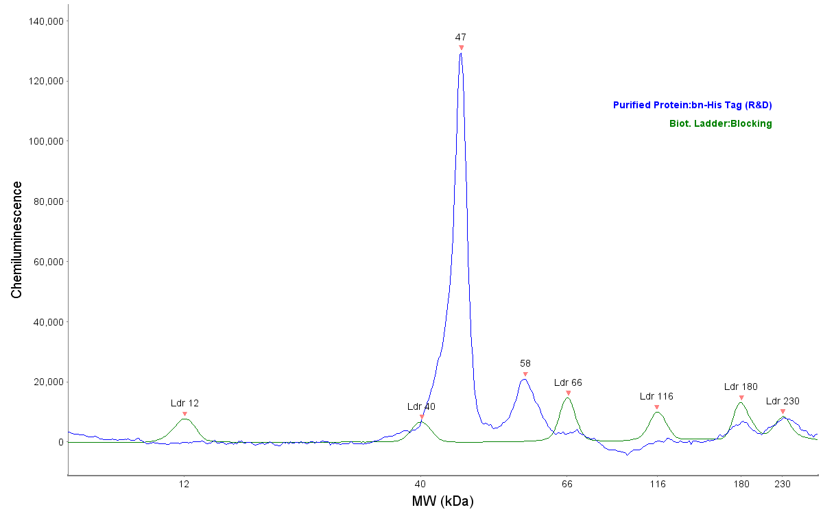His Tag Biotinylated Antibody BAM050