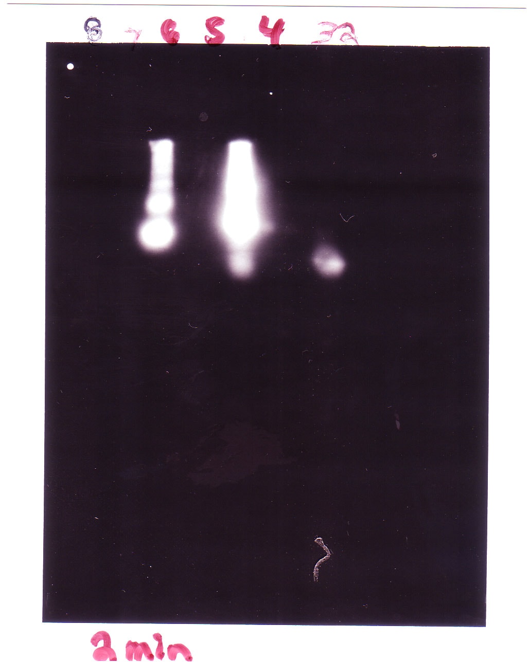His Tag Biotinylated Antibody BAM050