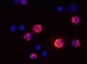 Mouse CD11b/Integrin alpha M Biotinylated Antibody BAM1124