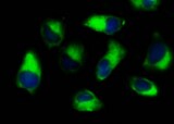 Human Integrin  alpha 2/CD49b Biotinylated Antibody BAM1233
