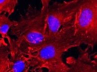 Human/Mouse SSEA‑4 Biotinylated Antibody BAM1435