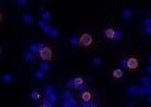 Mouse NKG2D/CD314 Biotinylated Antibody BAM1547