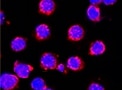 Mouse c‑Rel Biotinylated Antibody BAM2699