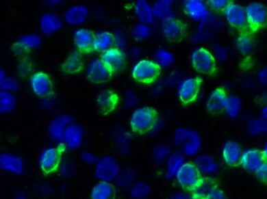 Mouse CD3 Biotinylated Antibody BAM4841