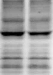 Mouse Tyro3/Dtk Biotinylated Antibody BAM759