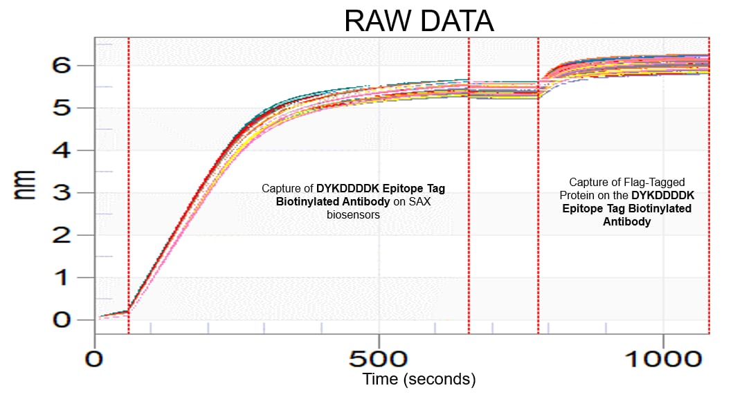DYKDDDDK Epitope Tag Biotinylated Antibody BAM8529