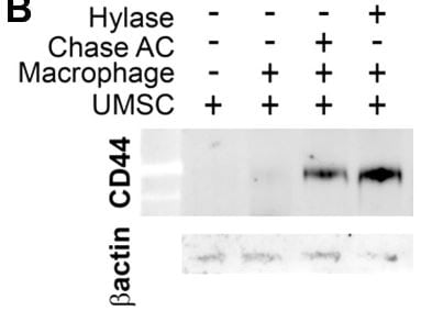 Human CD44s Pan Specific Antibody BBA10