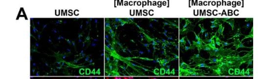 Human CD44s Pan Specific Antibody BBA10