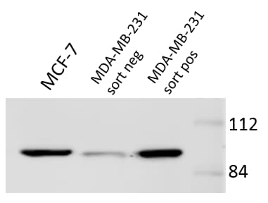 Human CD44s Pan Specific Antibody BBA10