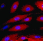 Human ICAM‑1/CD54 Antibody BBA3