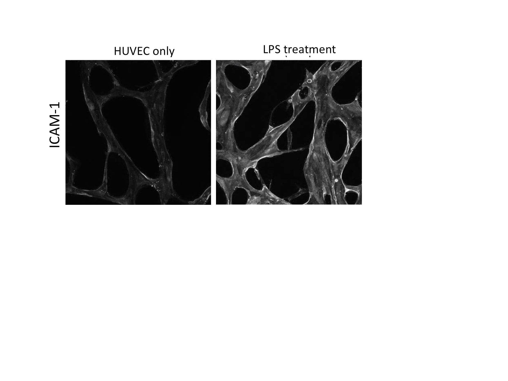 Human ICAM‑1/CD54 Antibody BBA3