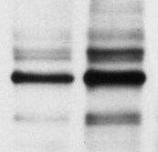 PINK1 Antibody - BSA Free BC100-494