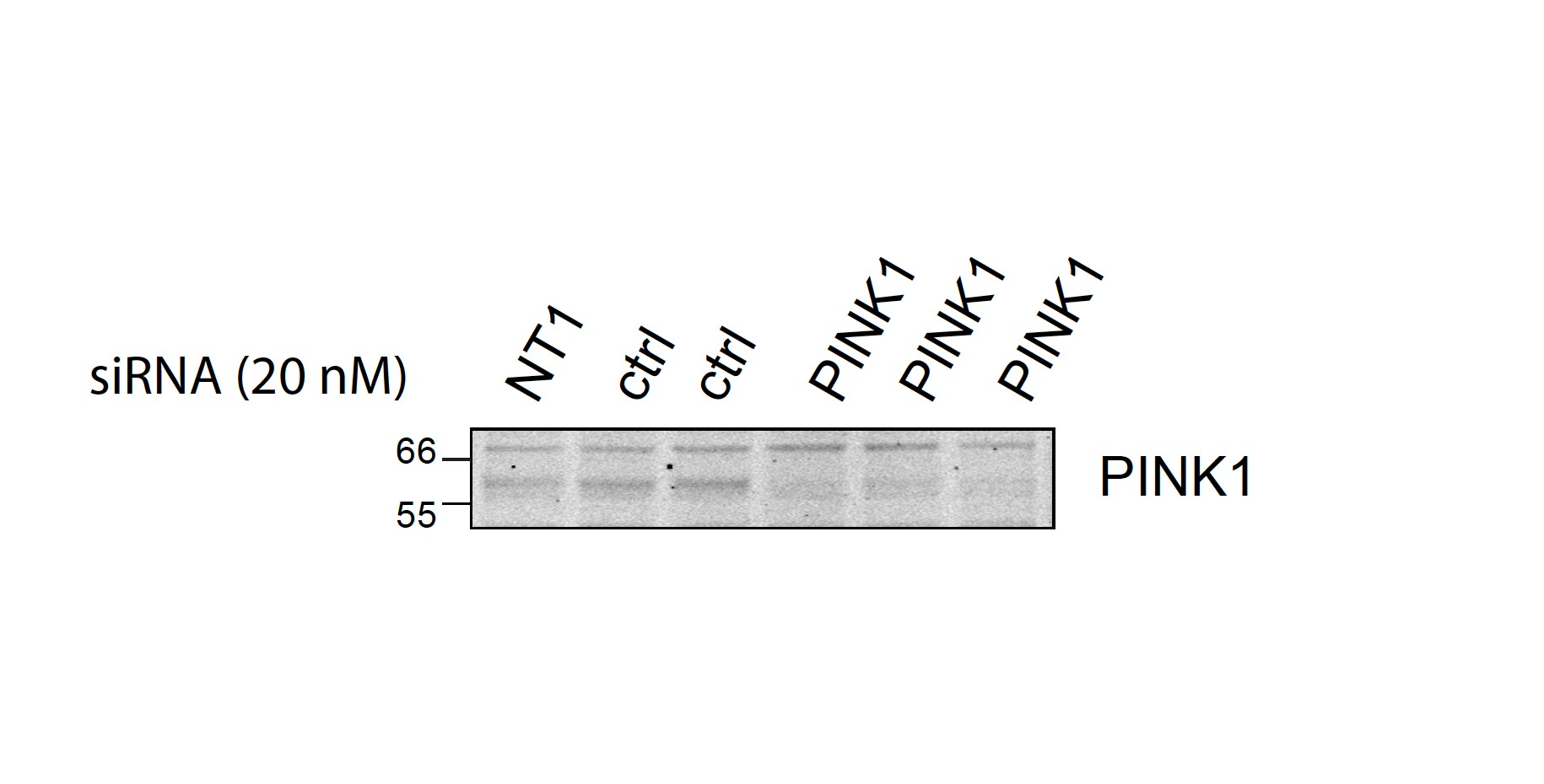 PINK1 Antibody - BSA Free BC100-494