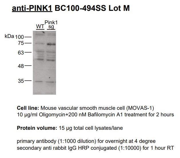 PINK1 Antibody - BSA Free BC100-494