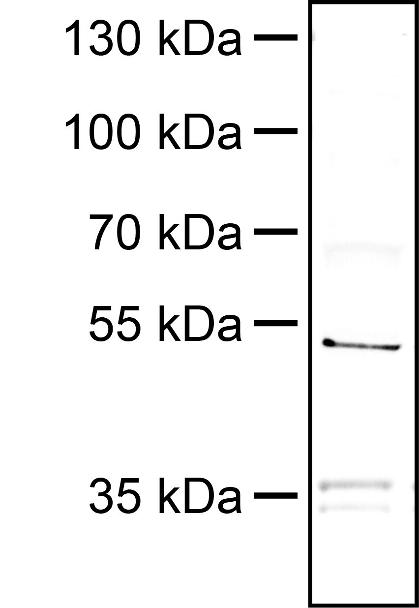 PINK1 Antibody - BSA Free BC100-494