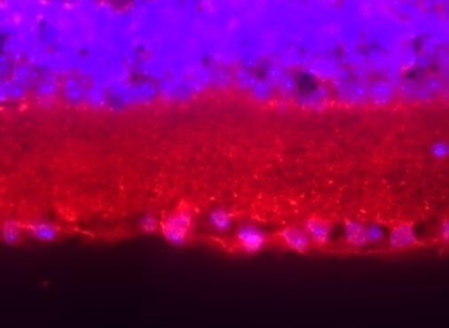 PINK1 Antibody - BSA Free BC100-494