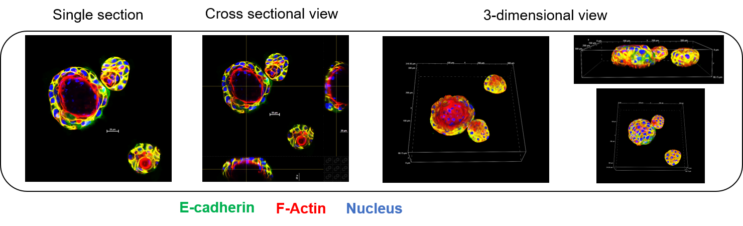 Cultrex UltiMatrix Reduced Growth Factor Basement Membrane Extract BME001-05