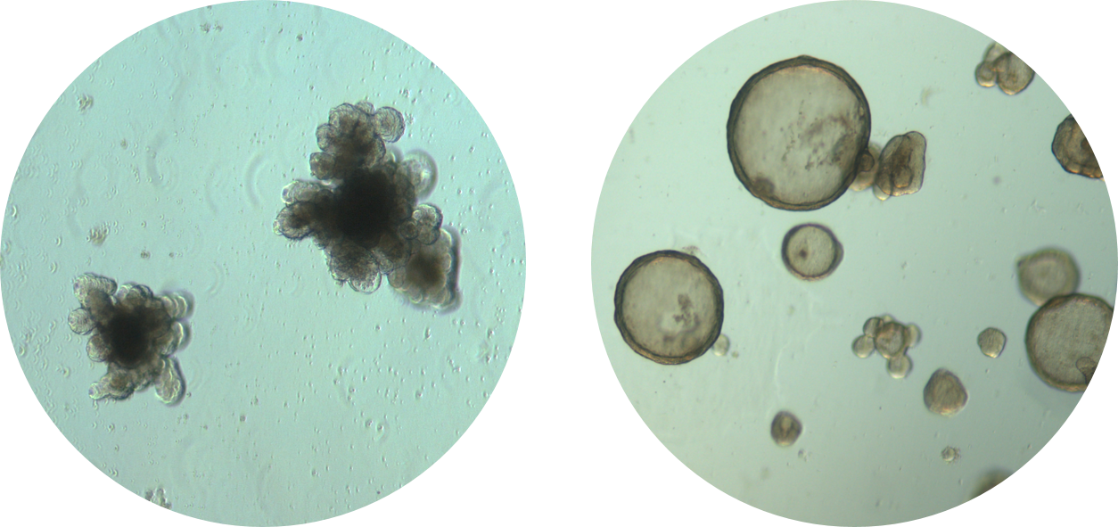 Cultrex UltiMatrix Reduced Growth Factor Basement Membrane Extract BME001-05