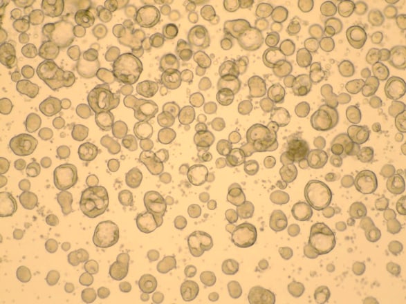 Cultrex UltiMatrix Reduced Growth Factor Basement Membrane Extract BME001-05