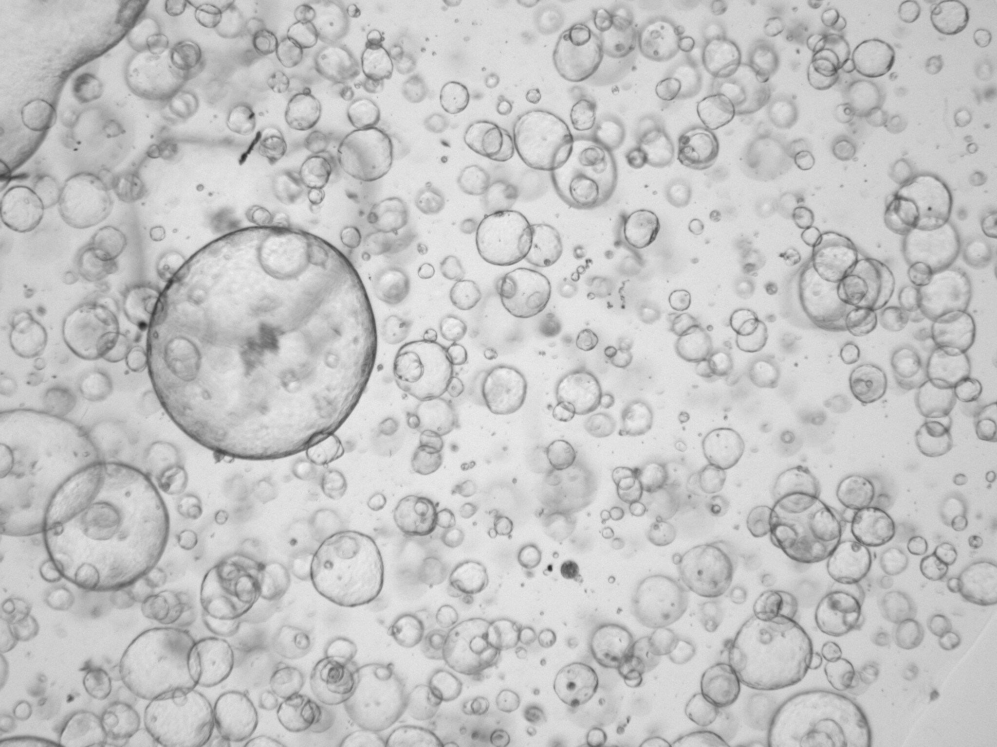 Cultrex UltiMatrix Reduced Growth Factor Basement Membrane Extract BME001-05