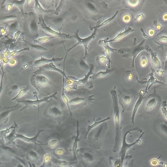 Recombinant Human FGF basic Heat Stable Protein, CF BT-FGFBHS