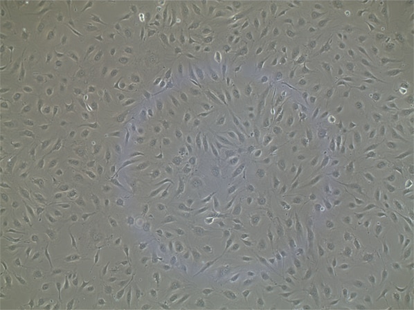 Endothelial Cell Growth Media CCM027
