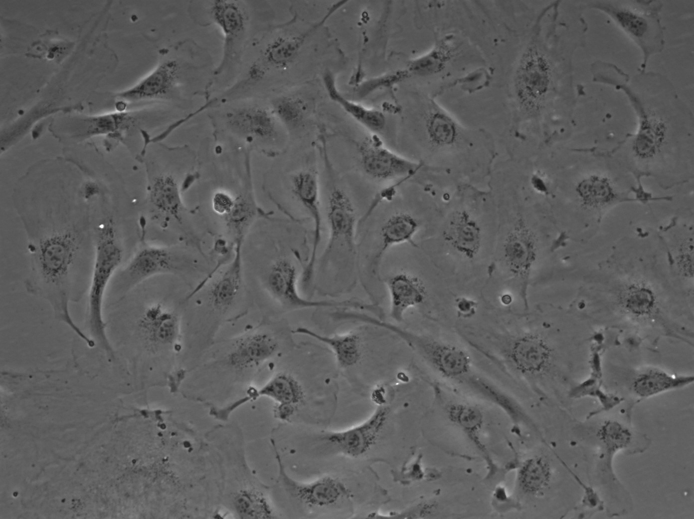 Endothelial Cell Growth Media CCM027
