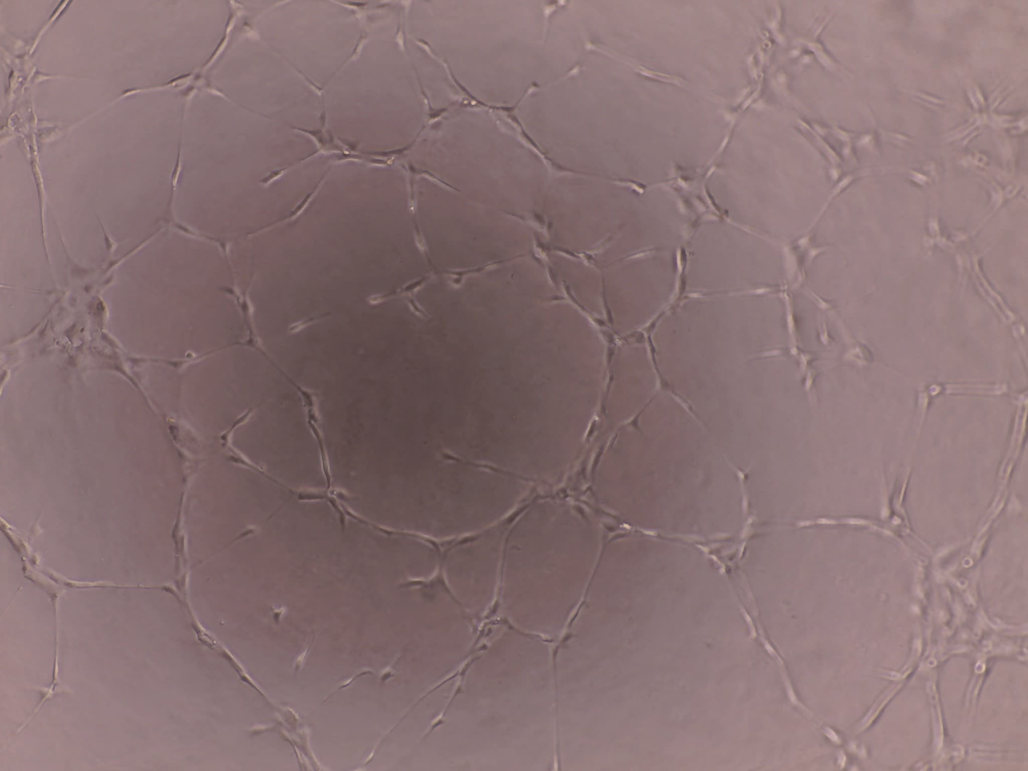 Endothelial Cell Growth Media CCM027