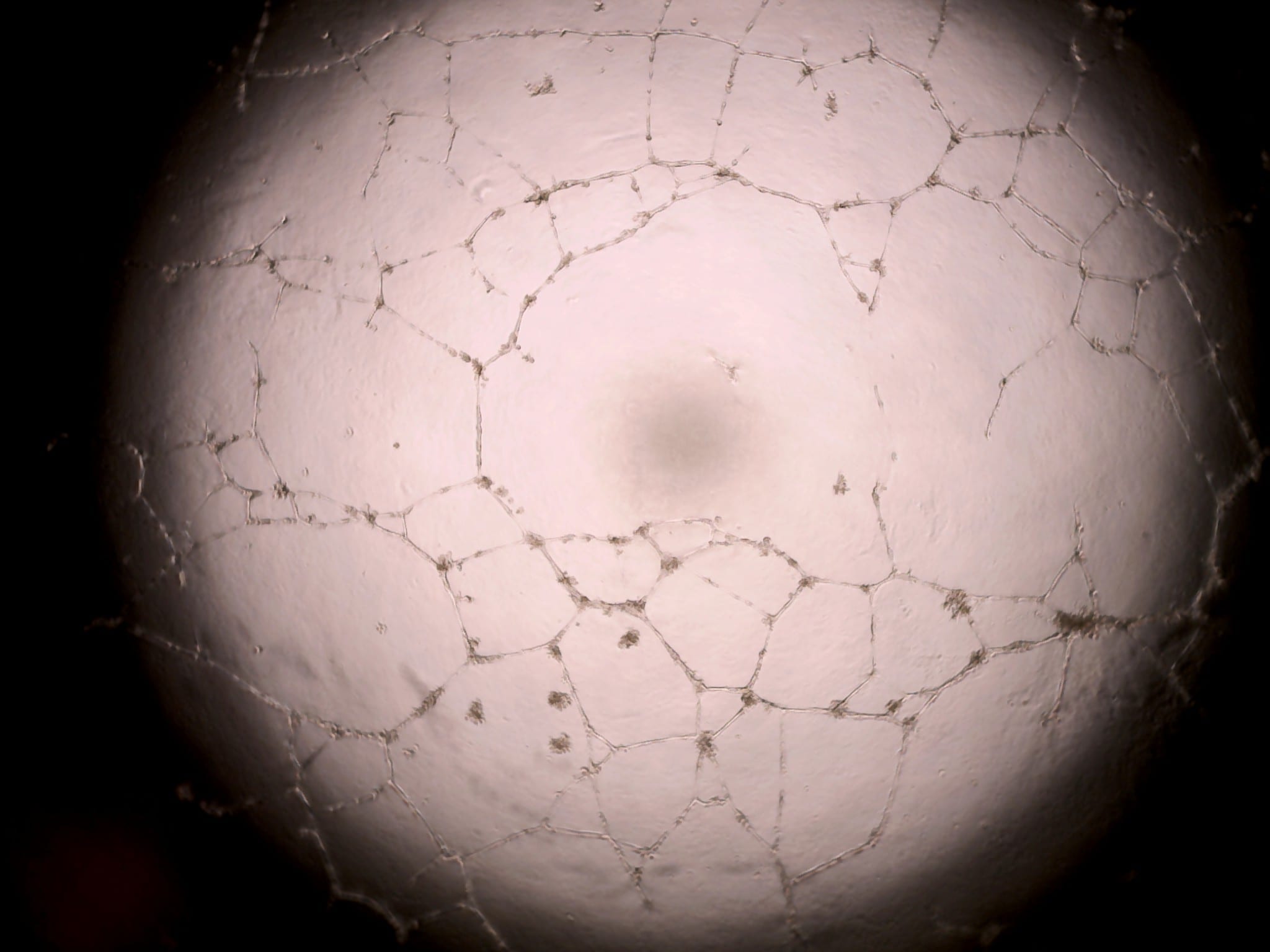 Endothelial Cell Growth Media CCM027