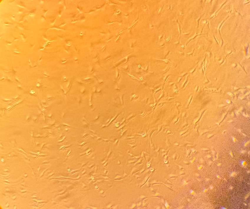 Endothelial Cell Growth Media CCM027
