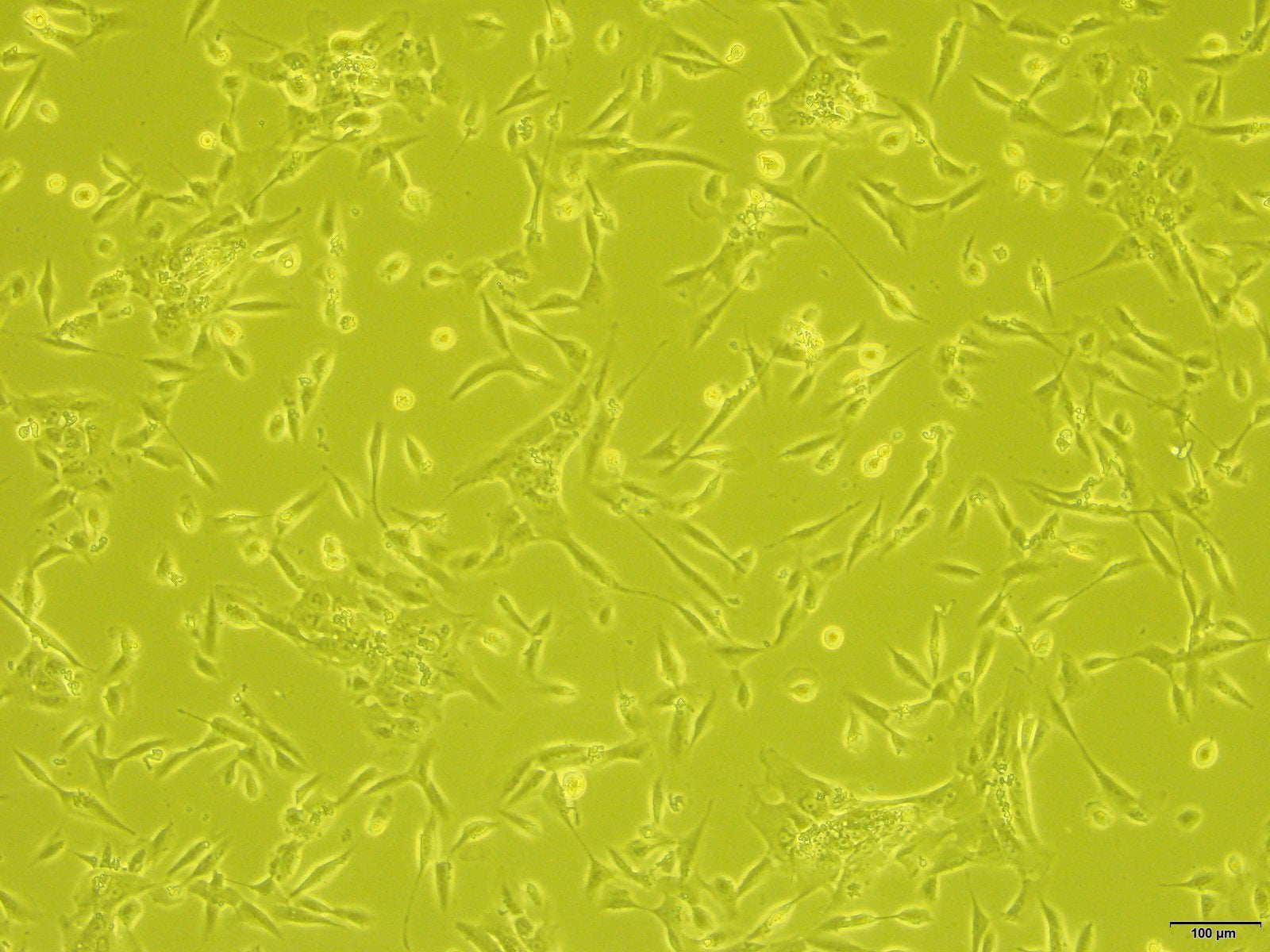 Mammary Epithelial Cell Growth Media CCM028