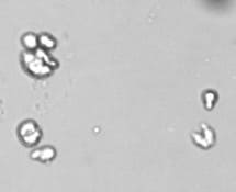 CellXVivo Human Monocyte-derived DC Differentiation Kit CDK004