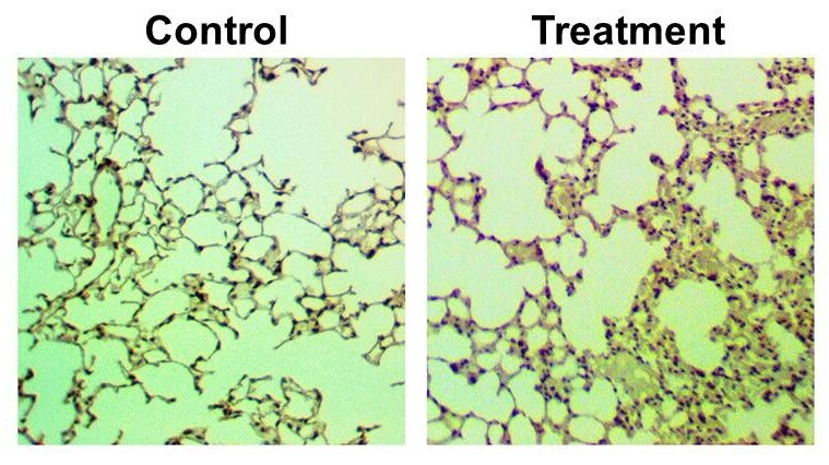 Anti-Goat HRP-DAB Cell & Tissue Staining Kit CTS008