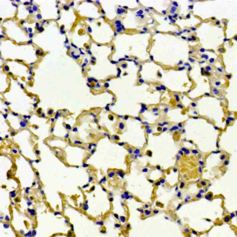 Anti-Sheep HRP-DAB Cell & Tissue Staining Kit CTS019