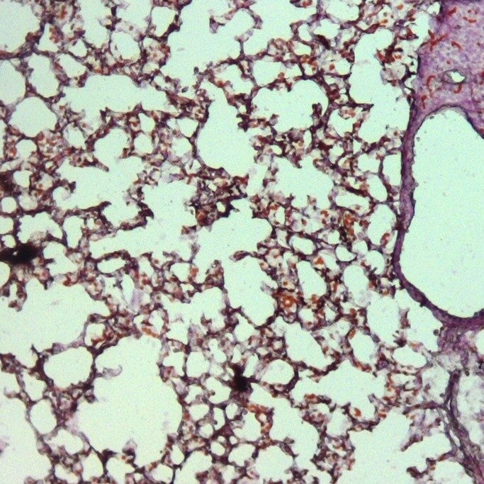 Anti-Sheep HRP-DAB Cell & Tissue Staining Kit CTS019