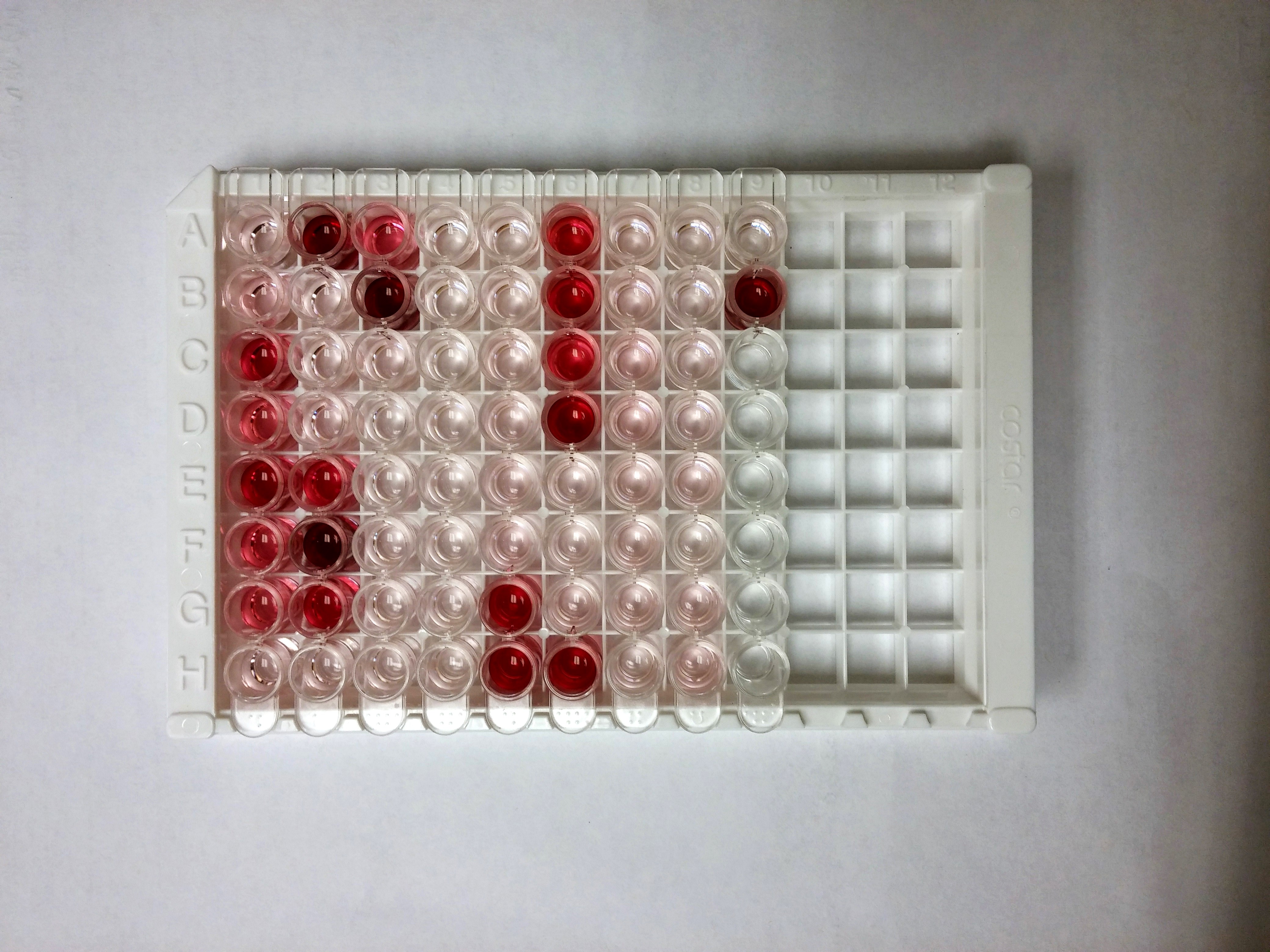 MycoProbe Mycoplasma Detection Kit CUL001B