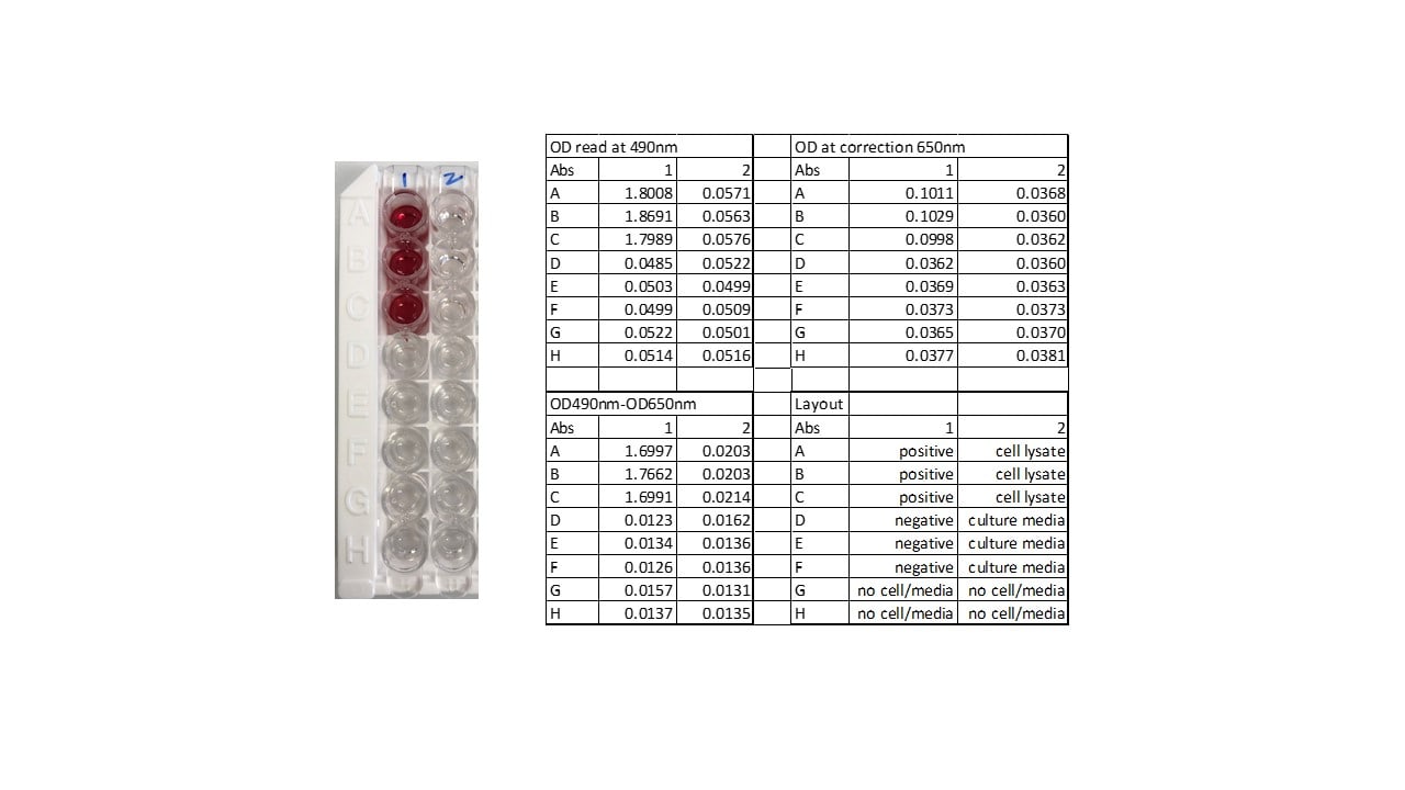 MycoProbe Mycoplasma Detection Kit CUL001B