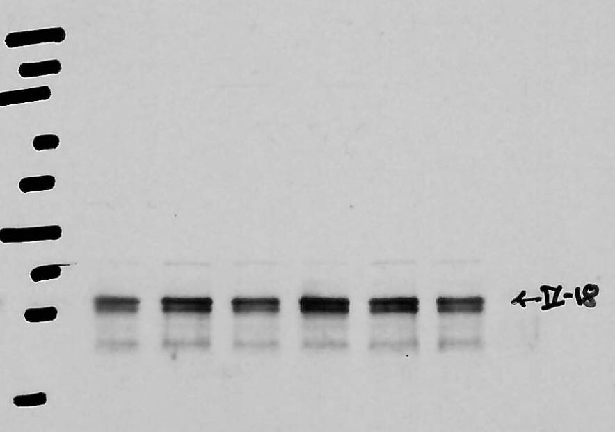 Mouse IL‑18/IL‑1F4 Antibody D046-3