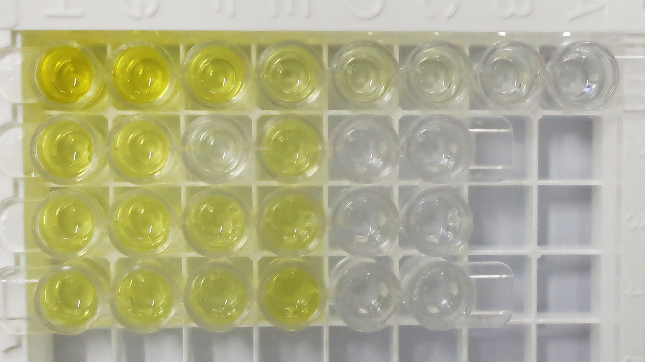 Human IL-8/CXCL8 Quantikine ELISA Kit D8000C